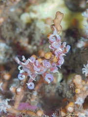 Phyllodesmium