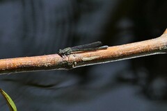Pseudagrion furcigerum