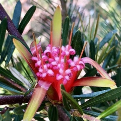 Lambertia formosa