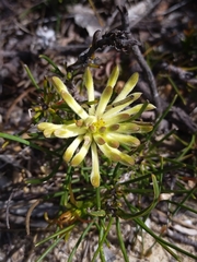 Petrophile brevifolia