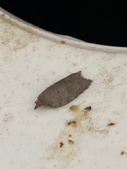 Acleris sparsana