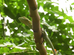 Bronchocela cristatella