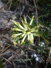 Petrophile brevifolia