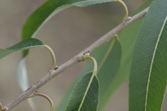 Salix pierotii