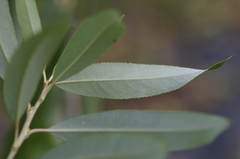 Salix pierotii