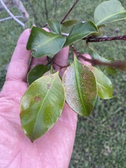 Syzygium crebrinerve
