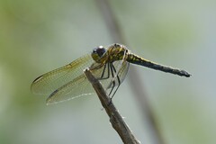 Trithemis stictica