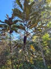 Banksia robur