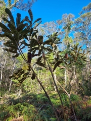 Banksia robur