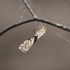Utetheisa pulchelloides