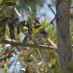 Plectorhyncha lanceolata