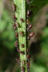 Macrosiphini