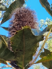 Banksia robur