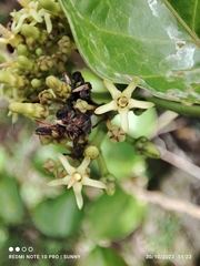 Parsonsia alboflavescens