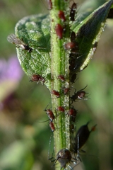 Macrosiphini