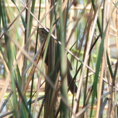 Acrocephalus australis
