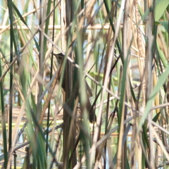 Acrocephalus australis