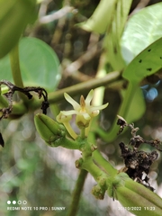 Parsonsia alboflavescens