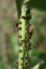 Macrosiphini