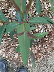Angophora floribunda