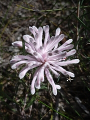 Petrophile linearis