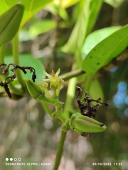 Parsonsia alboflavescens