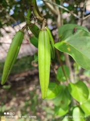 Parsonsia alboflavescens