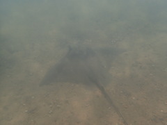 Myliobatis tenuicaudatus