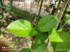 Parsonsia alboflavescens