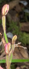 Caladenia pusilla
