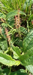 Acalypha depressinerva