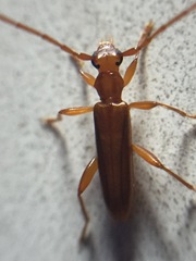 Astetholea pauper