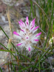 Ptilotus manglesii