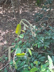 Monanthotaxis caffra