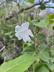 Thunbergia