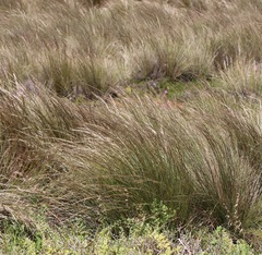 Austrostipa stipoides