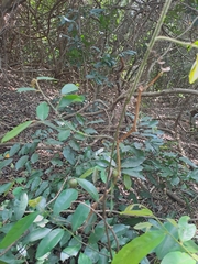 Monanthotaxis caffra