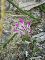 Ptilotus manglesii