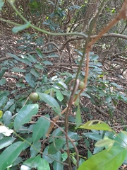 Monanthotaxis caffra