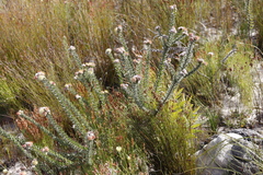 Leucospermum truncatulum