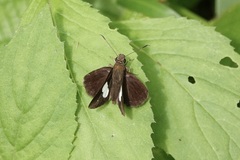 Notocrypta