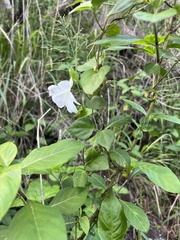 Thunbergia