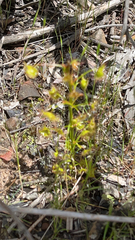 Drosera auriculata