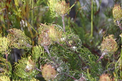 Serruria inconspicua