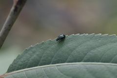 Plagiodera versicolora