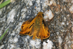 Hylephila phyleus