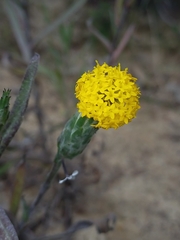 Podotheca gnaphalioides