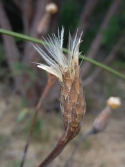 Podotheca gnaphalioides