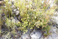 Serruria inconspicua