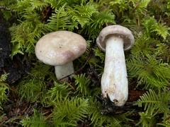 Lactarius pallescens
